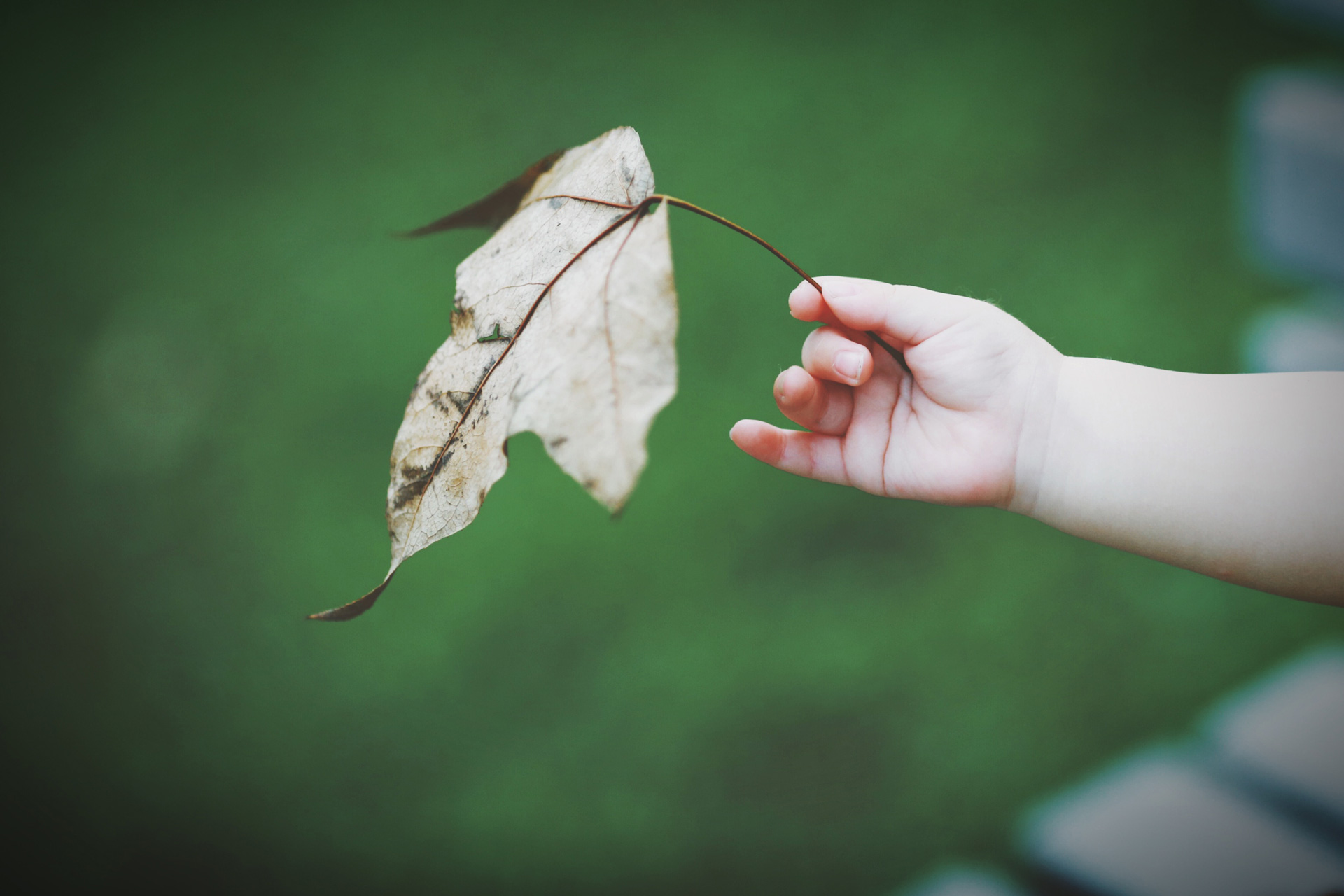 abgeschnittene hand eines kindes das ein trockenes blatt halt bea