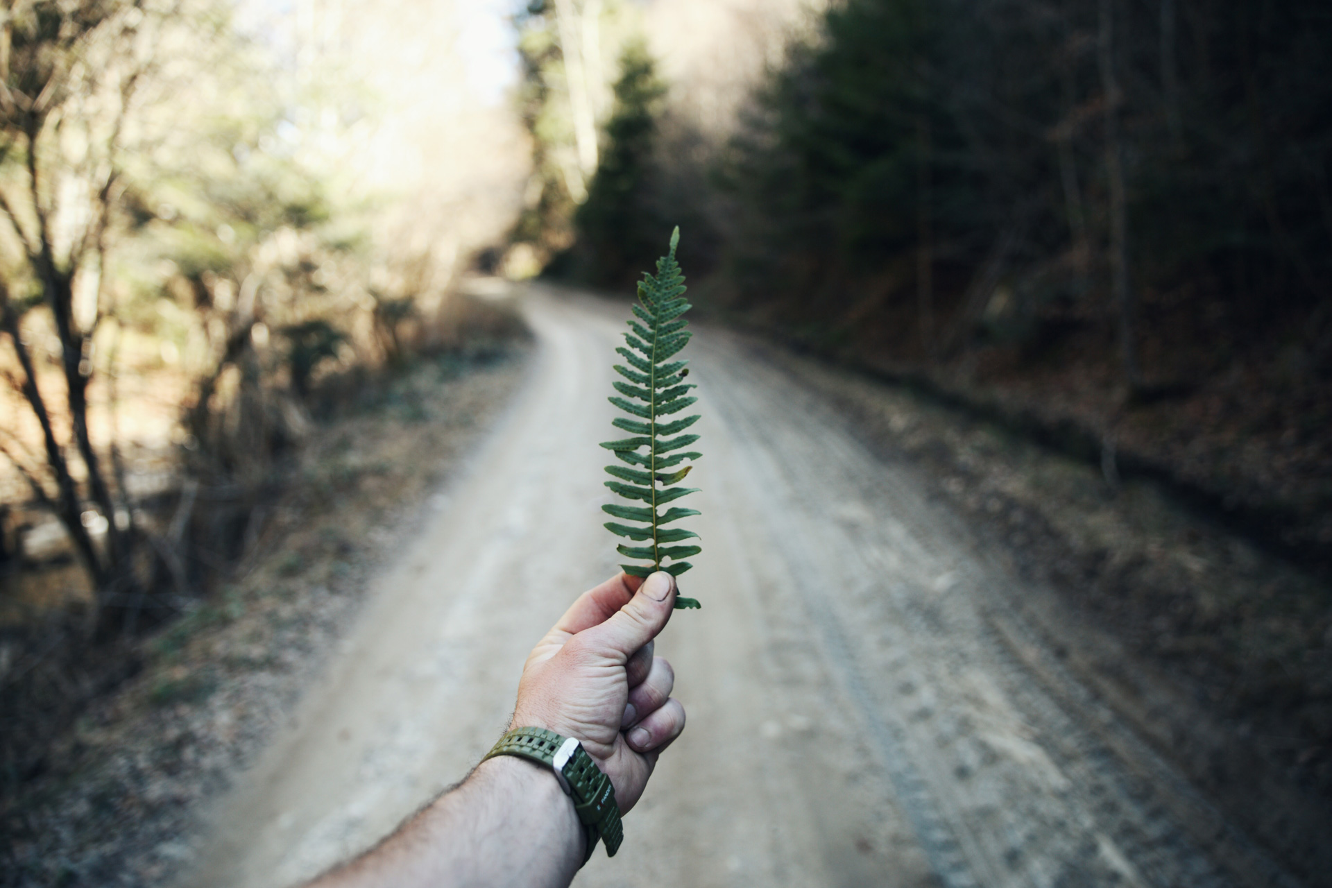 Blog 1 nahaufnahme einer hand die ein blatt gegen baume halt bea